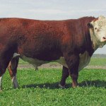 Cattleguards Offered in Standard Sizes & Available For Custom Build